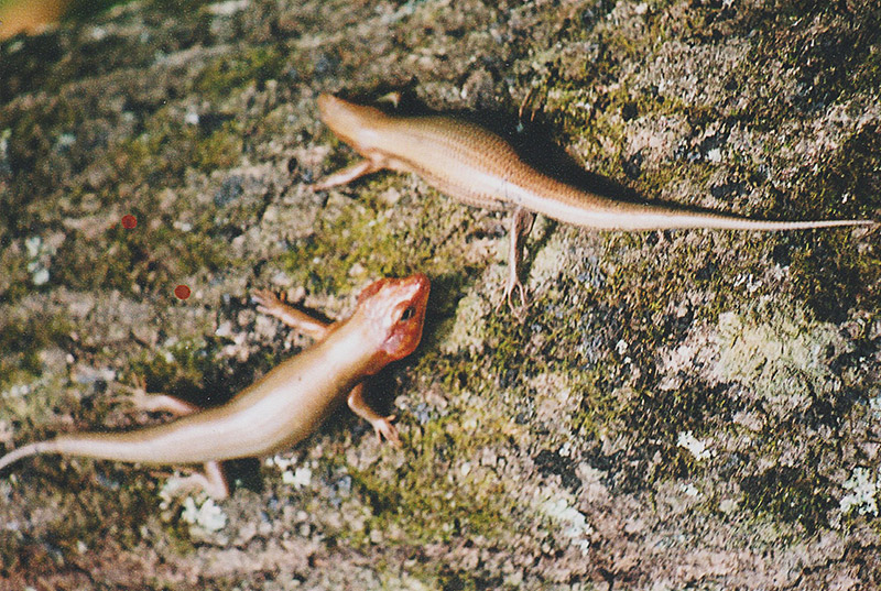 Two lizard-like reptiles with orange coloring on rock