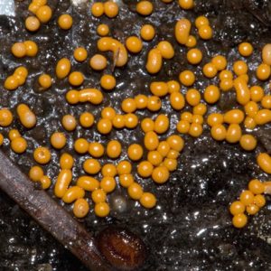 Yellow mold shaped like balls and pellets on top of black slime