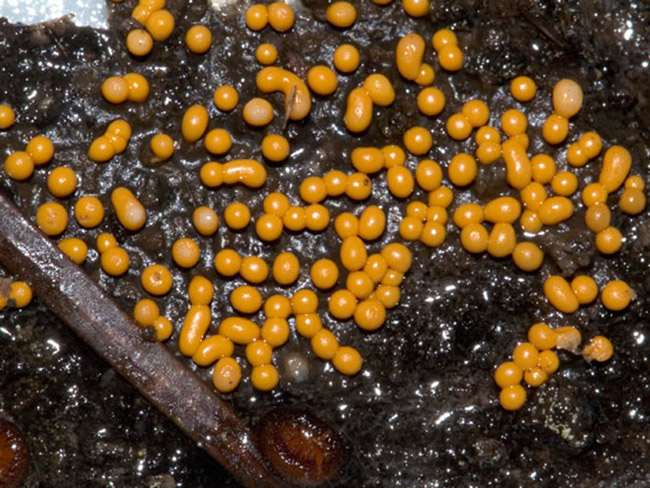 Yellow mold shaped like balls and pellets on top of black slime