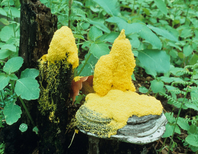 Yellow mold on tree trunks and green plants