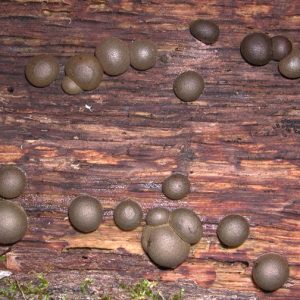 spherical mold on tree trunk
