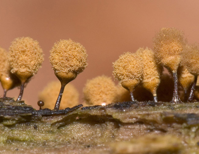 tree-shaped yellow buds of mold attached to tree trunk