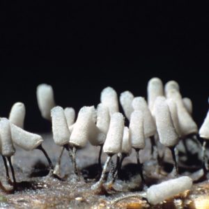 cotton-like white mold on stems with webbing