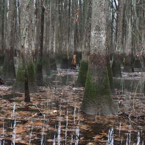 Group of trees growing in flooded wetland area