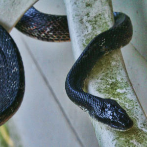 black snake wrapped around weathered plastic