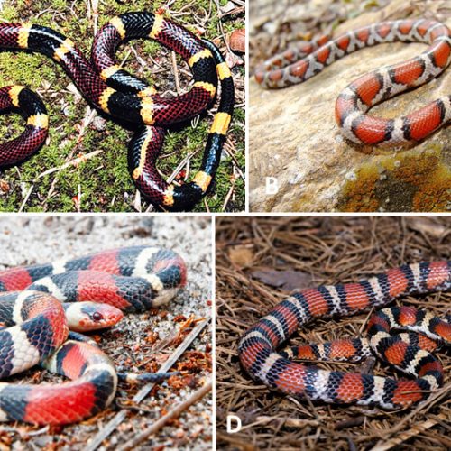 Venomous Snakes - Encyclopedia Of Arkansas