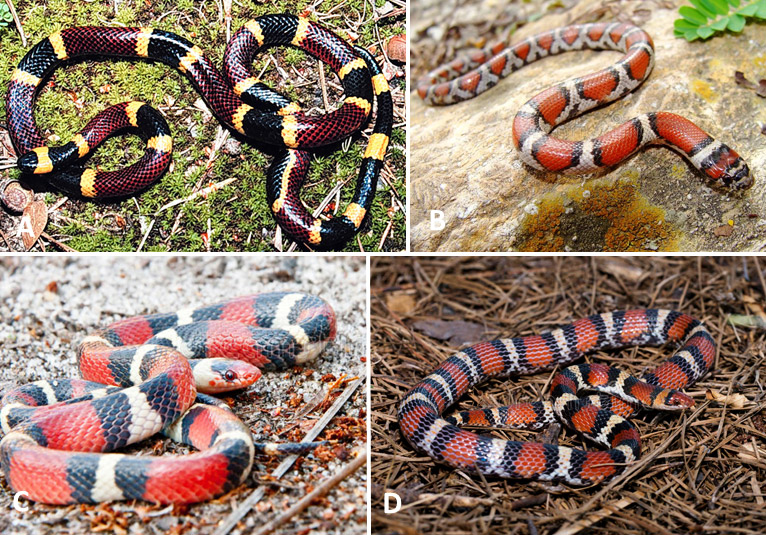 Types of snake with corresponding letters