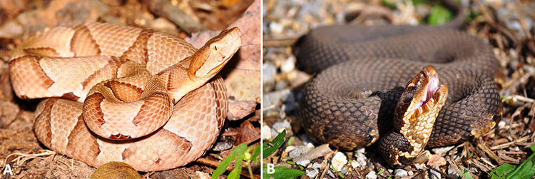 Tan snake and dark colored snake with corresponding letters