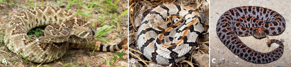 Rattlesnakes - Encyclopedia of Arkansas