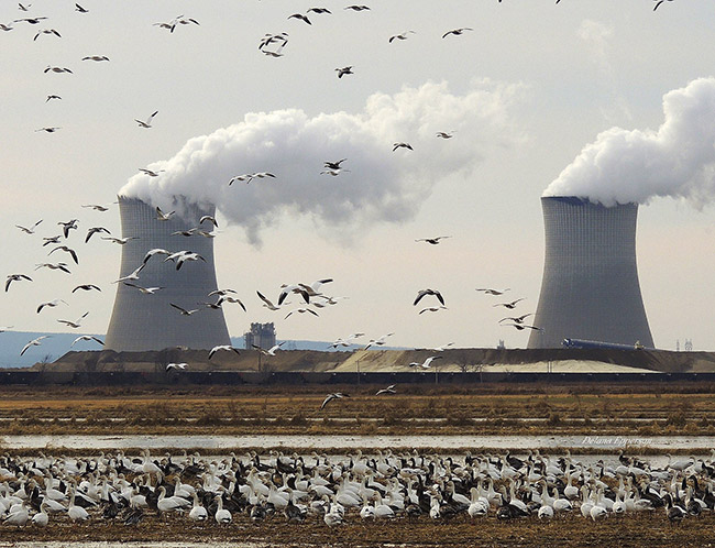 Flock of geese standing on and flying above field with large power plant complex in the background