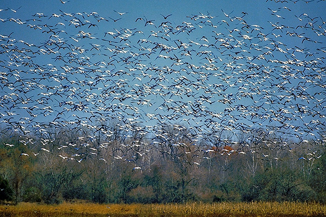 Flock of geese flying above a field with blue skies