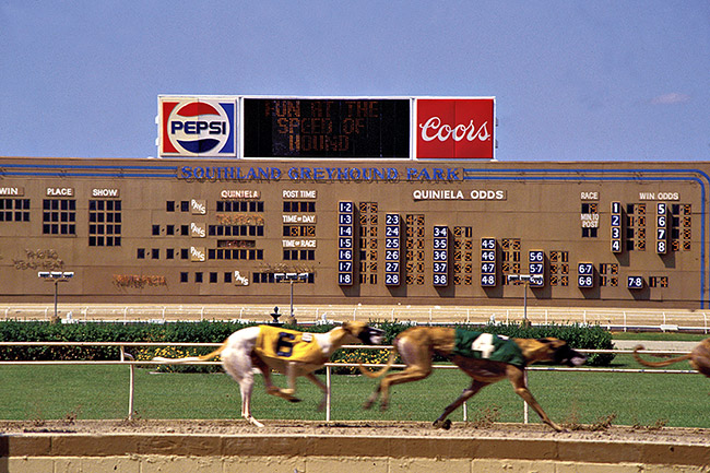 Greyhounds running on track past an electronic scoreboard