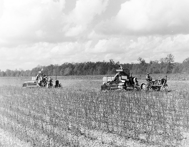 Farmers on tractors pulling harvester trailers in field