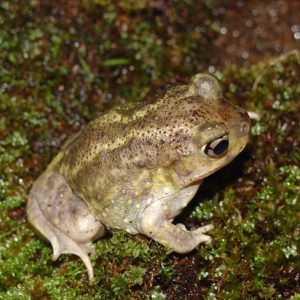 Eastern Spadefoot frog with speckled back and large eyes sitting still on damp mossy ground