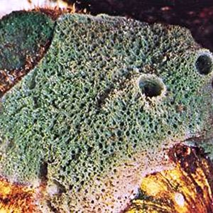 Porous green sponge