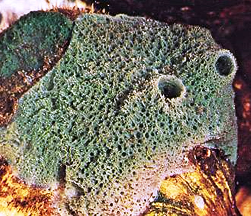 Porous green sponge