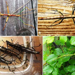 Types of stick insects with corresponding letters