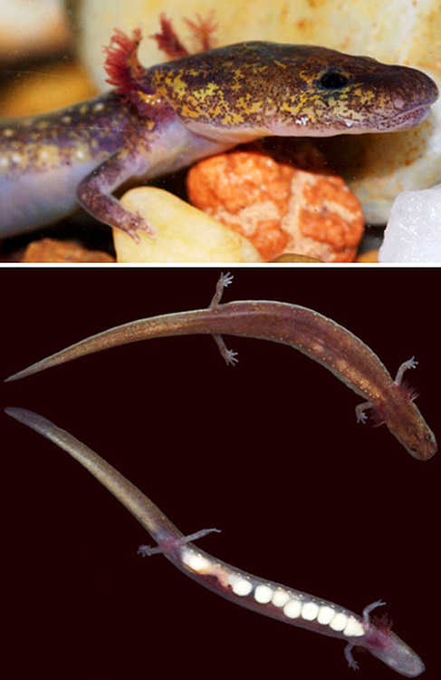Salamander head and gills with salamanders on black background below it