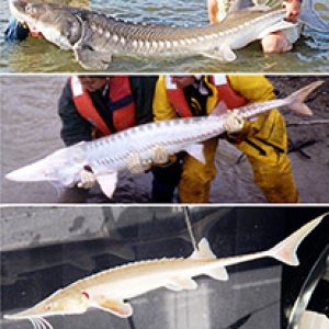 Two pictures of white men with sturgeon and sturgeon specimen