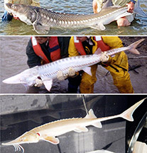 Two pictures of white men with sturgeon and sturgeon specimen