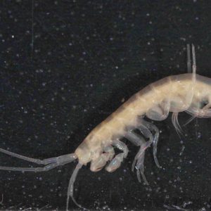 White shrimp-like creature on black background