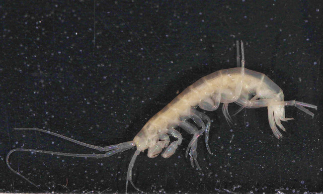 White shrimp-like creature on black background