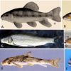 Different types of fish with letter labels