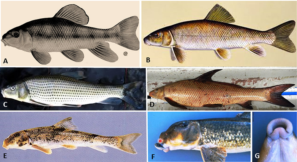 Different types of fish with letter labels