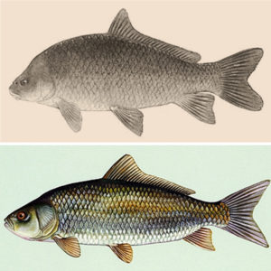 Three different types of fish without labels
