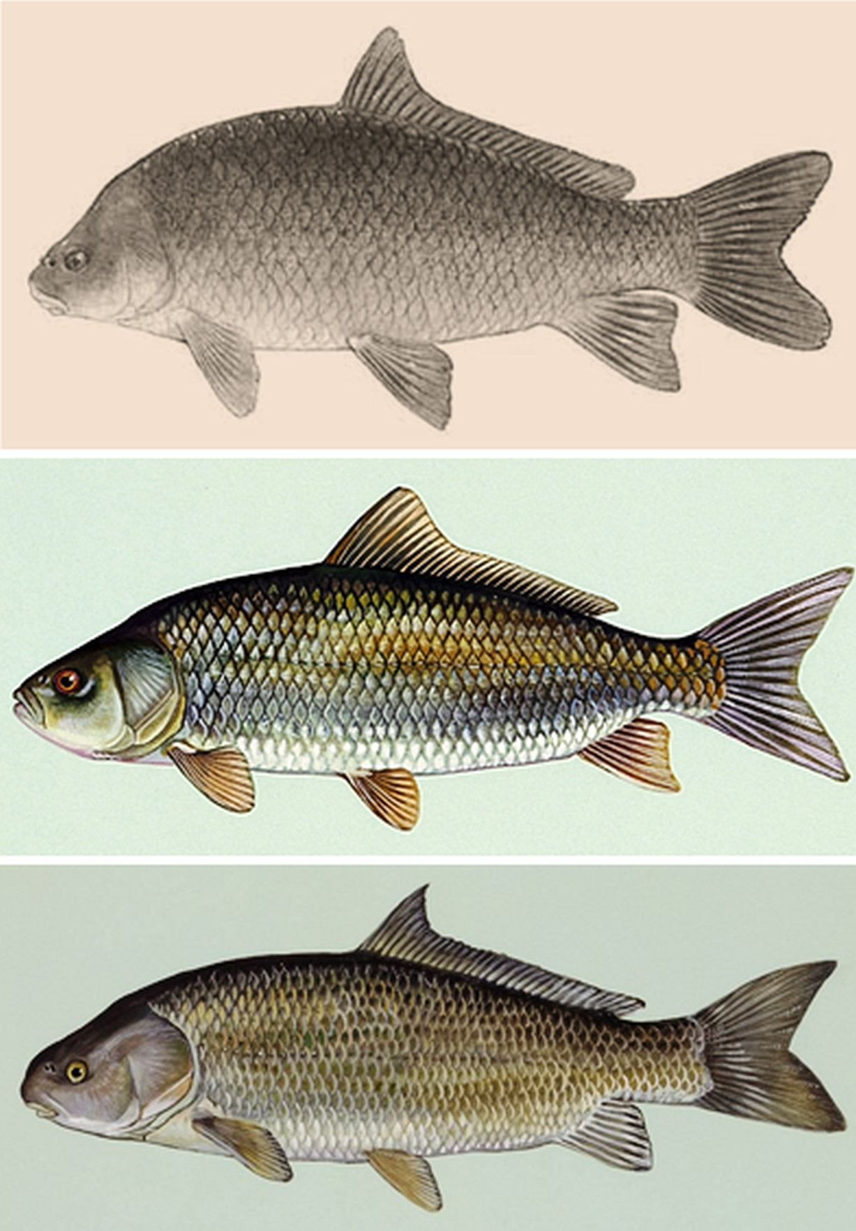 Three different types of fish without labels