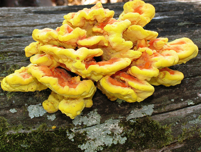 Yellow and orange mushrooms on log