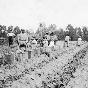 Group of people picking sweet potatoes in field