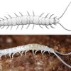Drawing of centipede-like creature and the same on the ground on dirt
