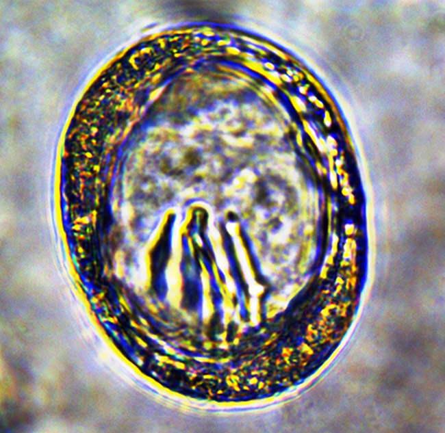 Egg shaped organism under microscope