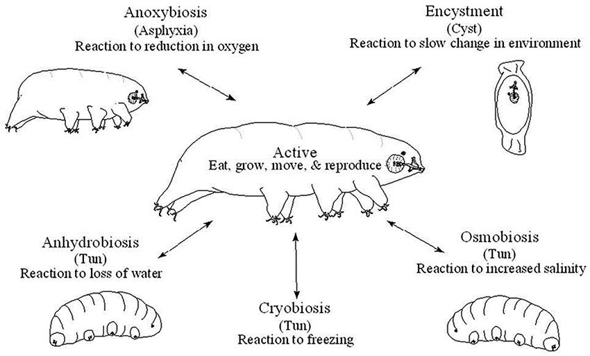 Life stages of tardigrades diagram with text and drawings