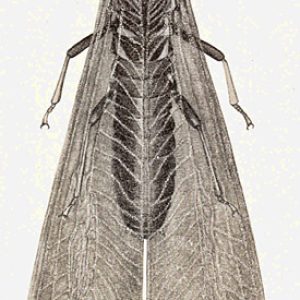 Drawing of flying insect with wings closed