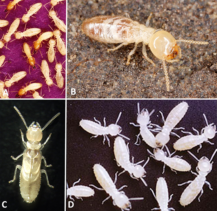 Termite examples with corresponding letters