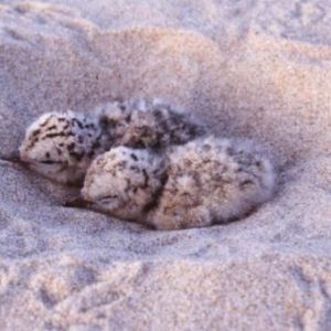 brown spotted baby birds sleeping in nest made of sand