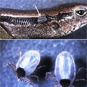 Tick on ground skink lizard and two ticks close-up