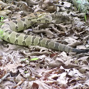 Rattlesnake with tail raised in alarm