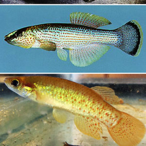 Three different types of top minnows with spots on their sides