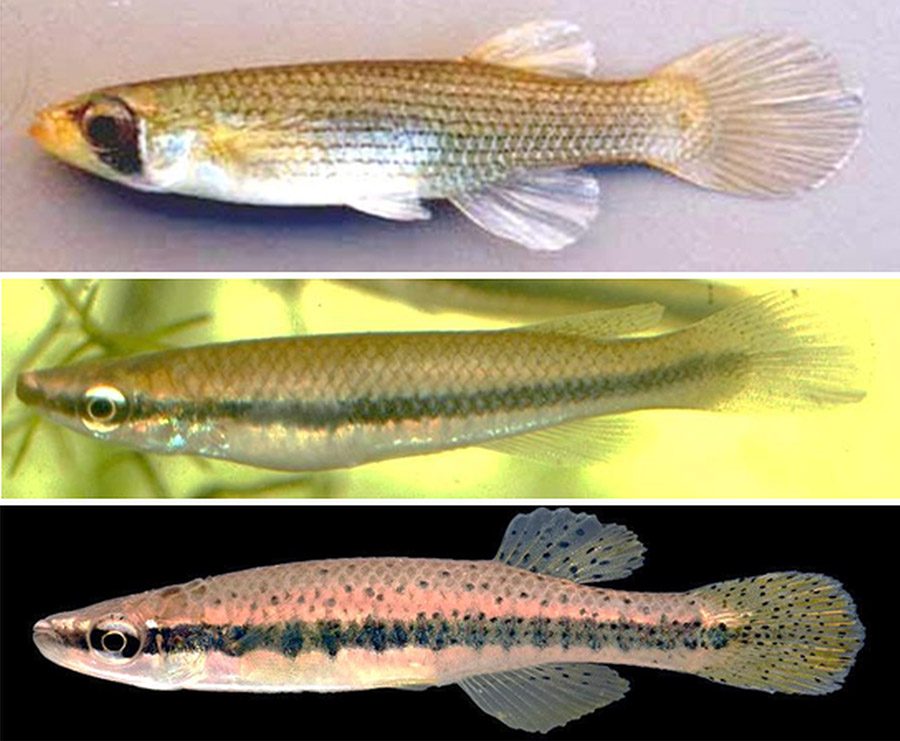 Three different types of top minnows