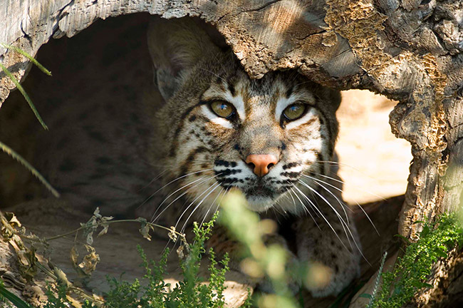 Bobcat hiding in hollowed out log