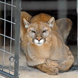 Large cougar laying down in cage