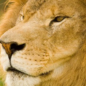 Close-up of Lion's face