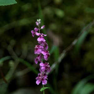 Purple flowers on thin green stem