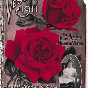 Catalog with roses and girl in dress on cover