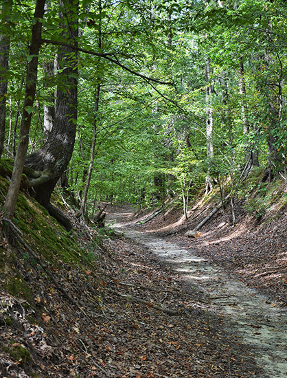 Remnants of manmade road in forested area