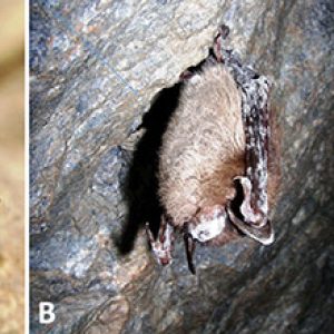 Bats with white noses and corresponding letters