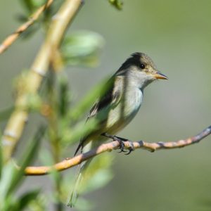 Bird sitting on a twig amid patch of cane